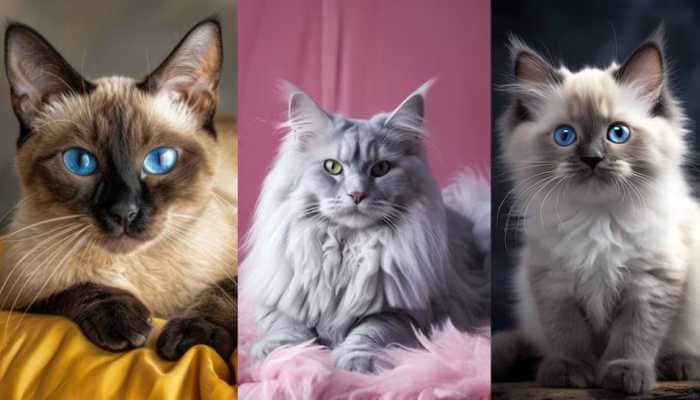 CATS