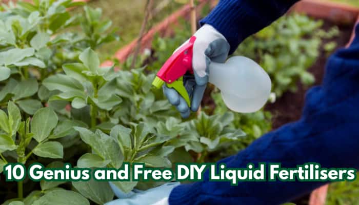 10 Genius DIY Liquid Fertilisers You Can Make at Home for Lush, Happy Plants