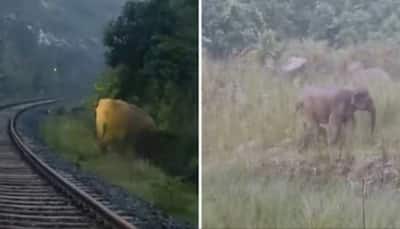 Viral Moment: Jharkhand Train Halts 2 Hours As Elephant Gives Birth On Tracks, Celebrated As Coexistence | WATCH