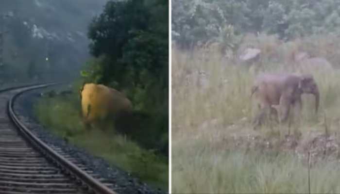 Viral Moment: Jharkhand Train Halts 2 Hours As Elephant Gives Birth On Tracks, Celebrated As Coexistence | WATCH Viral Moment: Jharkhand Train Halts 2 Hours As Elephant Gives Birth On Tracks, Celebrated As Coexistence | WATCH