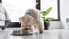 food for pets