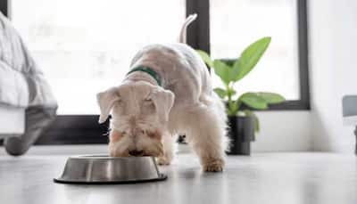 The Hidden Calories: Why Feeding Your Pets Human Food Can Hinder Healthy Weight Management