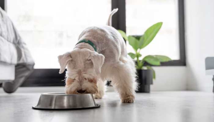 The Hidden Calories: Why Feeding Your Pets Human Food Can Hinder Healthy Weight Management