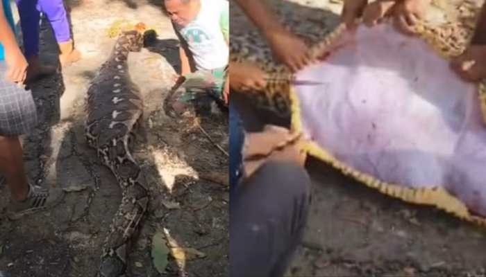 CAUGHT ON CAMERA: Man Swallowed By Python; Body Recovered In Gruesome Incident, Father's Cries Go Viral