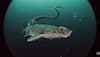 Deep sea creatures