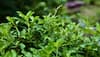 Holy basil