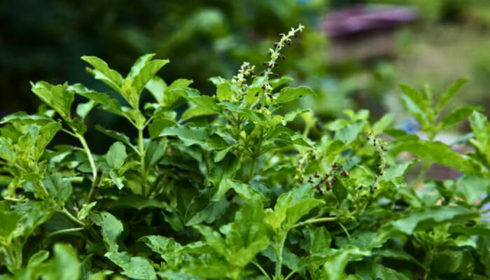 Magical Powers Of Tulsi: 7 Health Benefits You Probably Did Not Know 