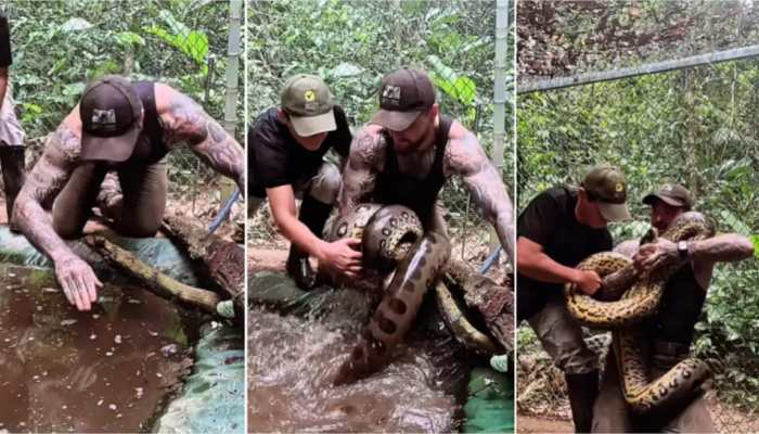 Viral Video: Man Risks All To Catch Giant Anaconda Bare-Handed, Internet Amazed And Terrified | WATCH