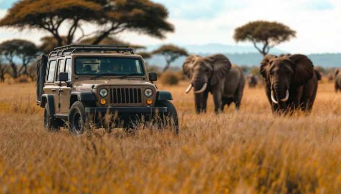 Safari