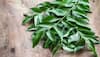 Curry leaves