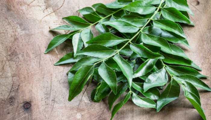 Why Curry Leaves Deserve A Spot In Your Daily Diet? Check Powerful Health Benefits