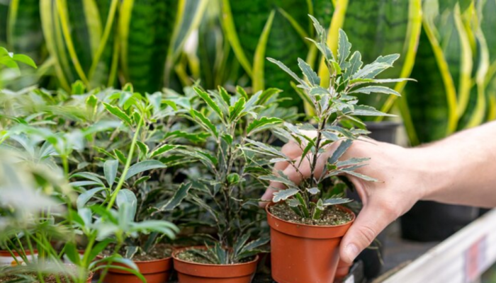 Drenched Plants? 7 Monsoon-Proof Ways To Stop Root Rot Before It Kills Your Greens Drenched Plants? 7 Monsoon-Proof Ways To Stop Root Rot Before It Kills Your Greens