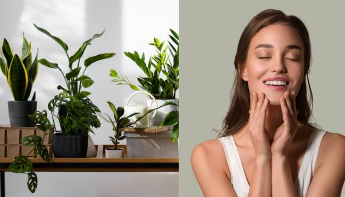 5 Incredible Indoor Plants You Can Grow At Home That Offer Amazing Skincare Benefits