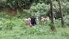 Dharmasthala Mass Grave Case: SIT Digging Underway On Third Day At Marked Burial Sites Amid Rains