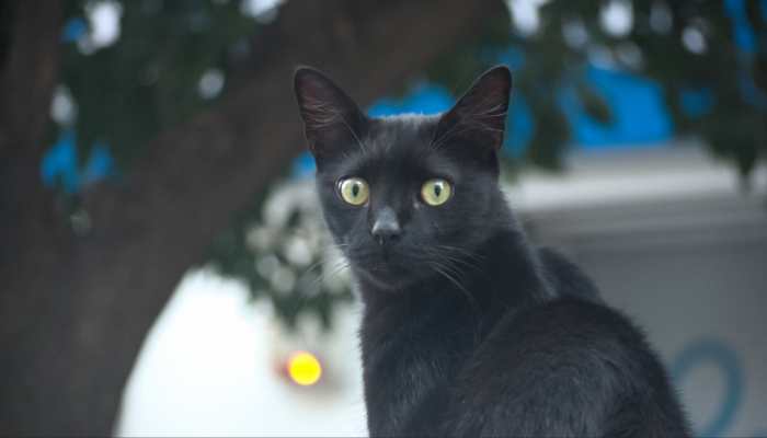 Powerful Paws: Why Is Agra's Cat Protected By Cops And Home Guards? Here's The Strange Story