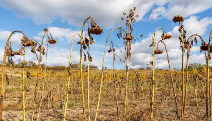 Crops Damage In Heavy Rains Causes Vegetable Prices To Skyrocket In Bengal Cities