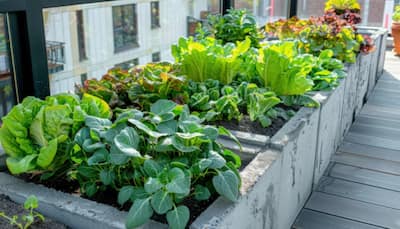 Grow These 7 Power Veggies On Your Balcony To Naturally Lower Blood Pressure, Your Heart Will Thank You