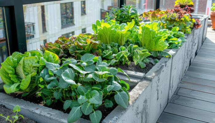 Grow These 7 Power Veggies On Your Balcony To Naturally Lower Blood Pressure, Your Heart Will Thank You