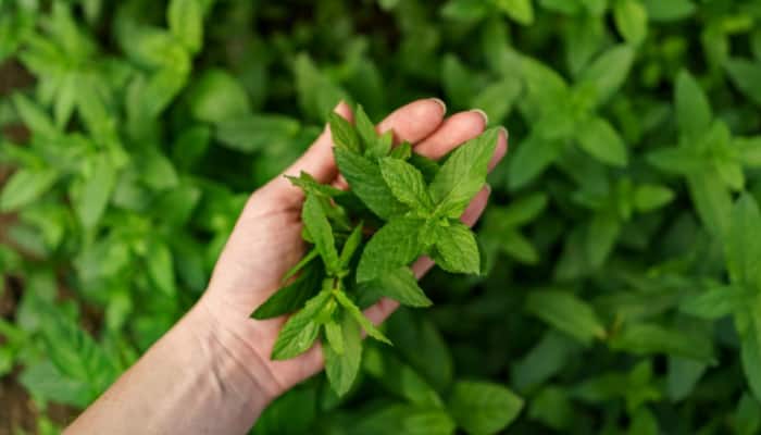 6 Surprising Health Benefits Of Adding Fresh Mint (Pudina) To Your Daily Meals