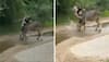 WATCH: Cow Heroically Saves Companion From Panther Attack In Viral Rajasthan Video