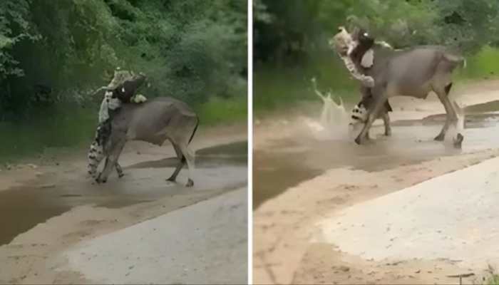 WATCH: Cow Heroically Saves Companion From Panther Attack In Viral Rajasthan Video