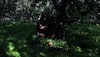 Inside Operation Akhal – India’s Biggest Forest-Based Offensive To Smoke Out Terrorists From J&K’s Densest Terrain