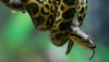 Rare Narrow-Banded Rain Snake Found In Mizoram Highlights India’s Hidden Biodiversity