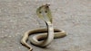 Why Are So Many Snakes Slithering Into Delhi This Monsoon?