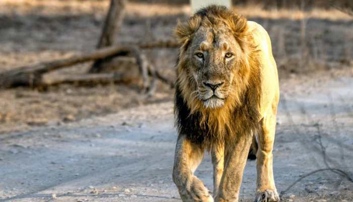Asiatic Lion Numbers Surge 32 Percent In Five Years, Touch 891: Report