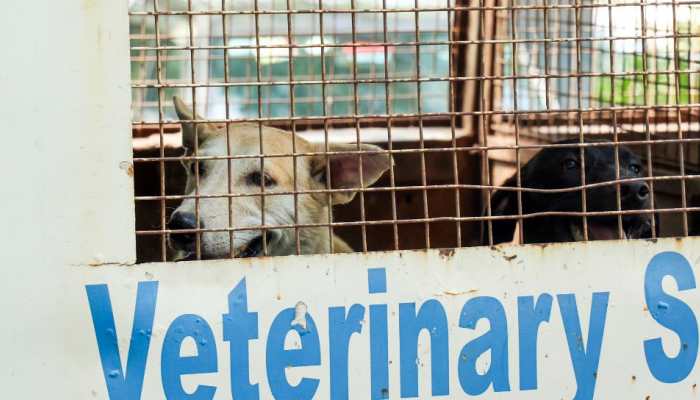 SC Order Sparks Outrage: Police Detain Protesters Opposing Stray Dog Relocation in Delhi-NCR