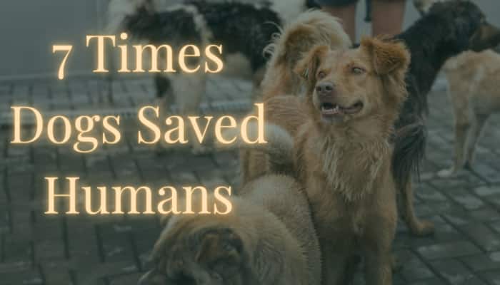 7 Times Dogs Saved Humans: Amid SC’s Verdict On Stray Dogs, Here’s A Reminder Of Their Heroism