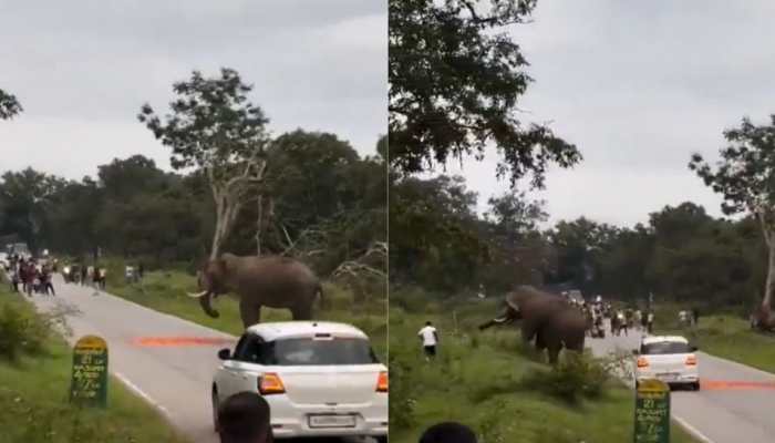 Tourist Mauled After Selfie Stunt With Wild Elephant In Karnataka