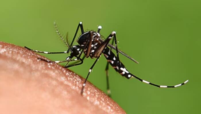 Monsoon Alert: 10 Smart Ways To Protect Your Family From Dengue, Malaria, And Chikungunya