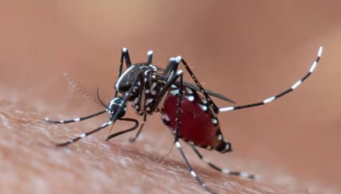 Dengue Outbreak In Patna: 86 Cases Reported In Just 20 Days, Authorities On High Alert