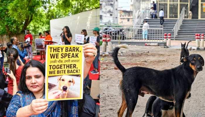 Live Update:  Apex Court Orders Release Of Non-Aggressive Stray Dogs