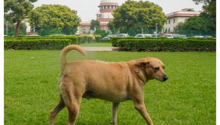 Supreme Court Orders Release Of Non-Aggressive Stray Dogs, Confine Dangerous Ones