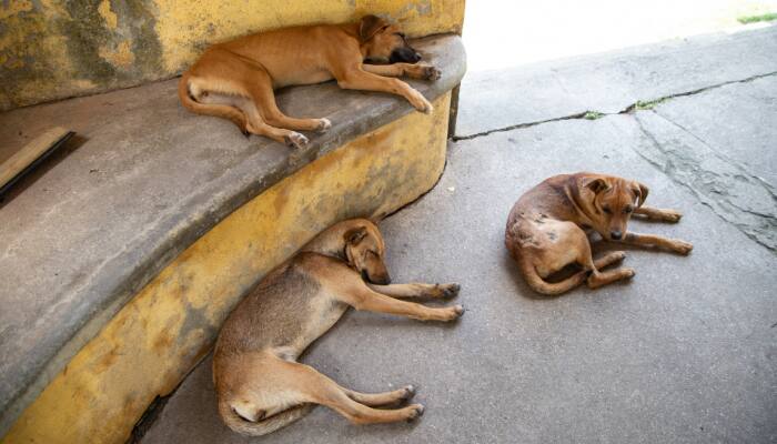 Supreme Court Calls Previous Order For Permanent Lockup Of Stray Dogs ‘Too Harsh’
