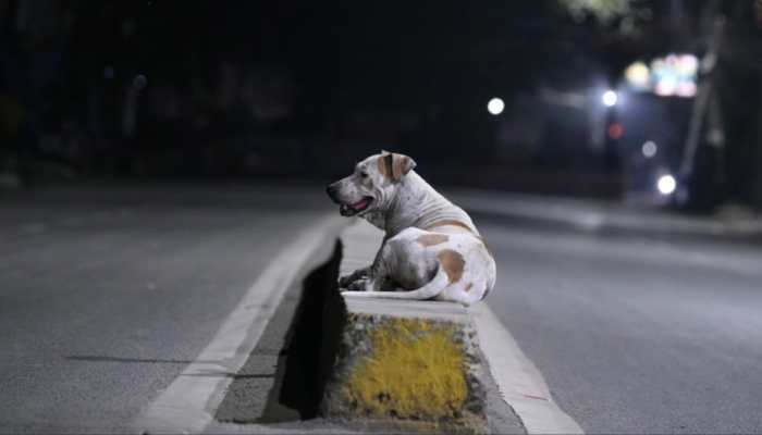 A Chilling Mystery: Street Dog Caught With Newborn's Severed Head At Patiala Hospital, Who Is To Blame?
