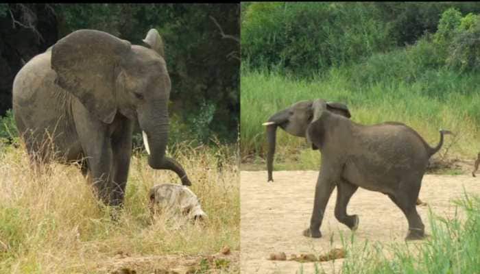 Elephant Finds Skull Of Its Own Kind — What Happens Next Is Heartbreaking | Watch Video