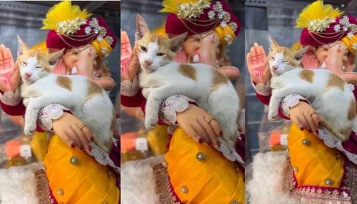Ganesh Chaturthi Goes Adorable: Viral Video Shows Cat Stealing Hearts By Snoozing On Ganesh Idol 