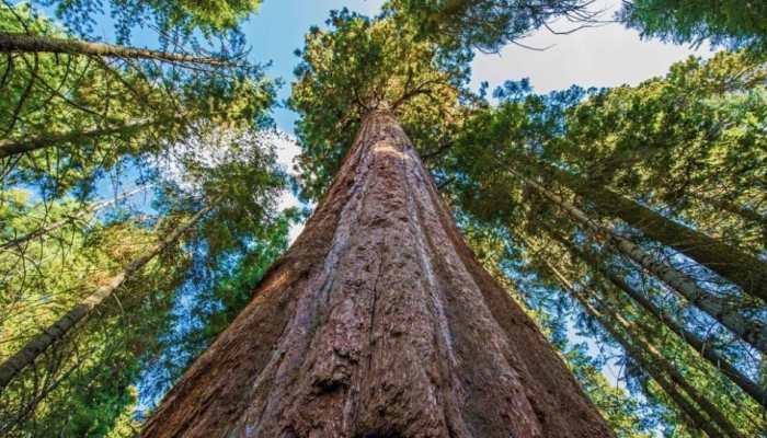World's Tallest Tree