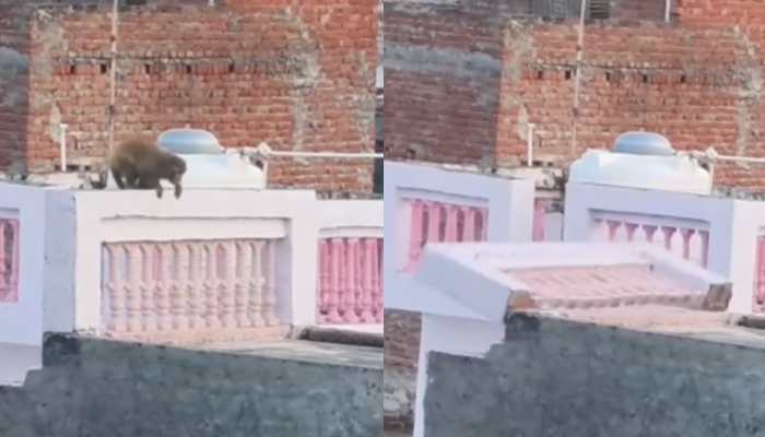 'Owner Forgot To Offer Prasad': Monkey Shakes Roof Railing Until It Collapses, Netizens React | Video