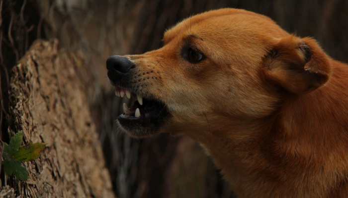 Karnataka: Dog Bites Woman’s Face As She Exits Washroom Of A Court
