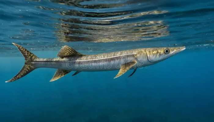Deadlier Than Sharks?: This Tiny Fish Can Leap At 60 km/h, Can Prove Lethal...