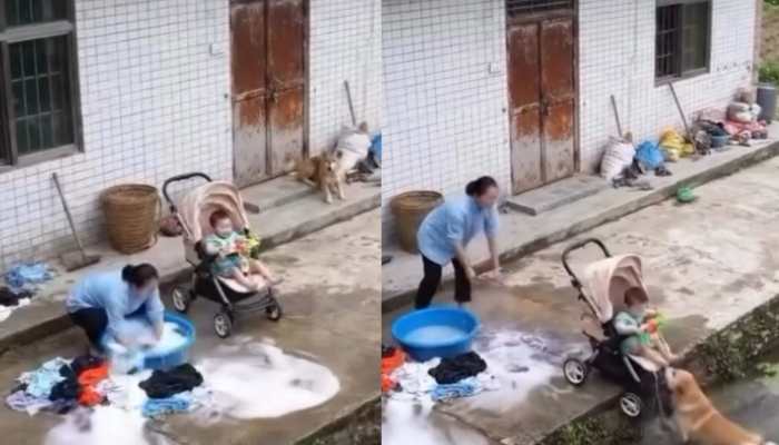 Dog Rescues Baby, Internet Says: 'I love Dogesh Bhai More Than Humans', Watch Video