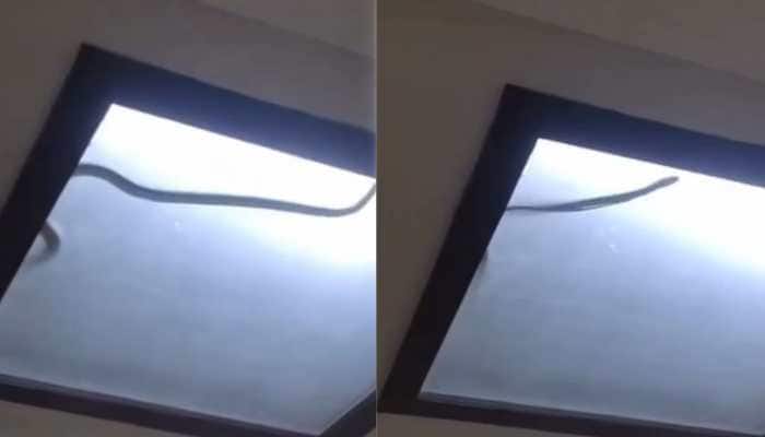 Watch: Cobra Hides In Ceiling Light, Family Faces 36-Hour Nightmare In Noida Flat