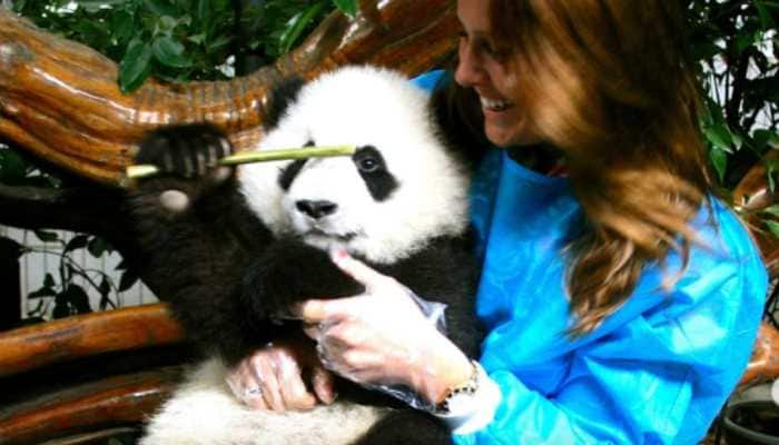 Rs 26,00,000 For Playing With Pandas In China, Anyone Can Apply; Netizens Say, ‘Far Better Than Underpaid Corporate Job’