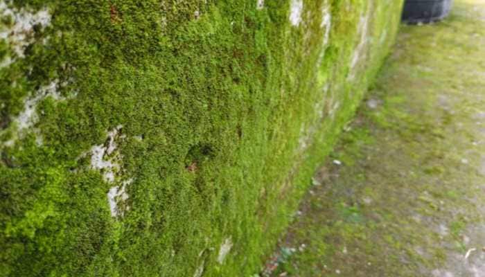 Moss On Walls, Floors, Roofs Or Staircase? Try These 5 Expert Tips To Remove It In Minutes And Avoid Slips