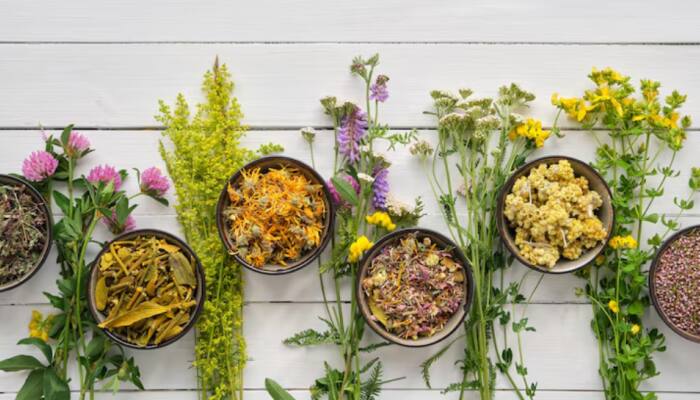 World Ayurveda Day 2025: History, Significance, And Why It Is Called 'Science Of Life'
