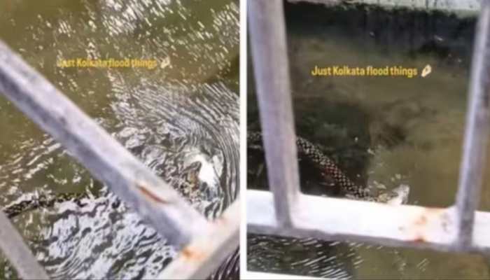Kolkata Floods: Meet The Snake Who Found Its Favourite Fish In Water-Logged 'City Of Joy' | VIRAL VIDEO